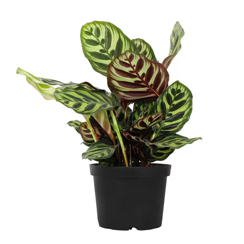 Calathea Makoyana Pet Friendly Prayer Plant Live Indoor Houseplant 6 In. Grower