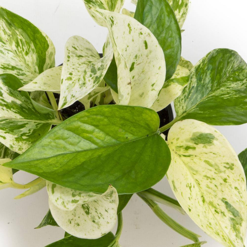 Marble Queen Pothos (Epipremnum Aureum) Indoor Houseplant in 4.25 In. Grower Pot