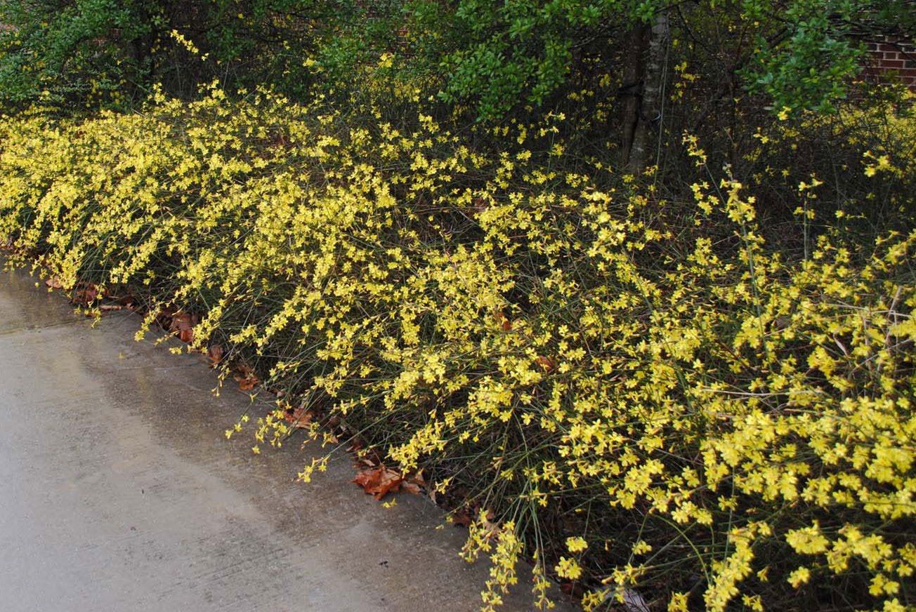 Winter Jasmine/Jasminum Nudiflorum (Qty:10) Live Stem Cuttings/Propagation 8-10″