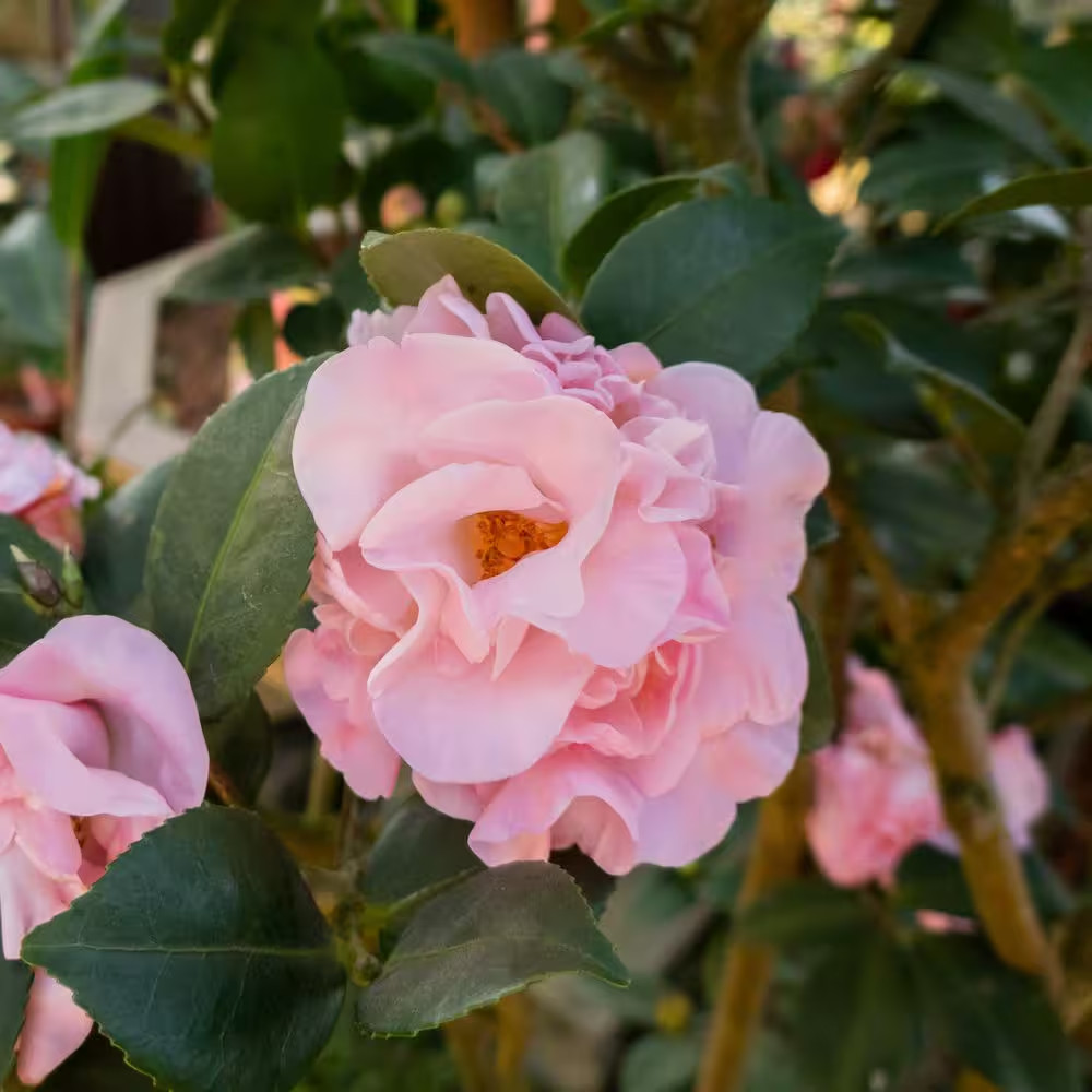 1 Gal. High Fragrance Camellia Japonica Shrub with Pink Flowers