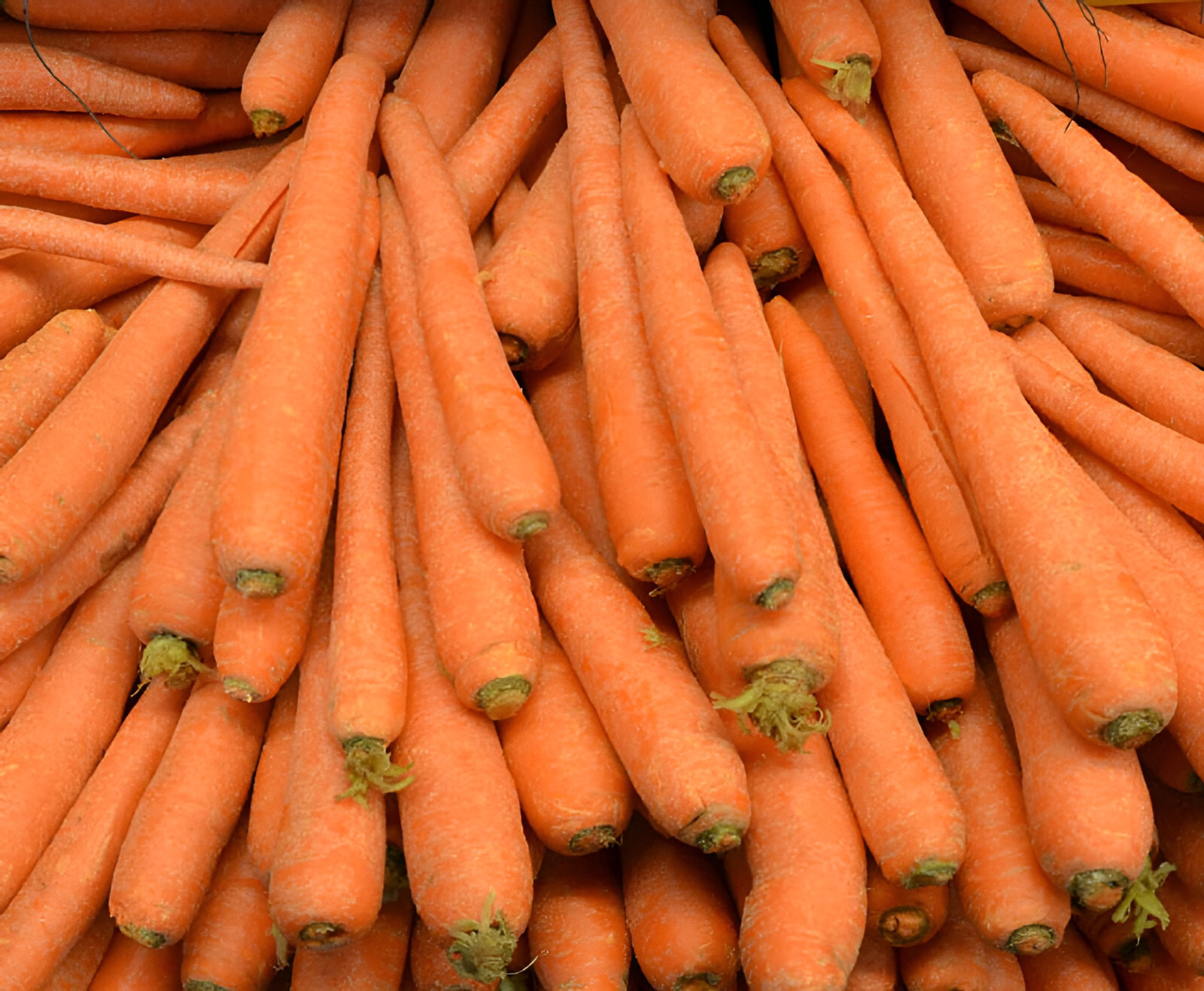 1,000 Heirloom Tendersweet Carrot Seeds – Organic NonGMO – Sweet & Tender!