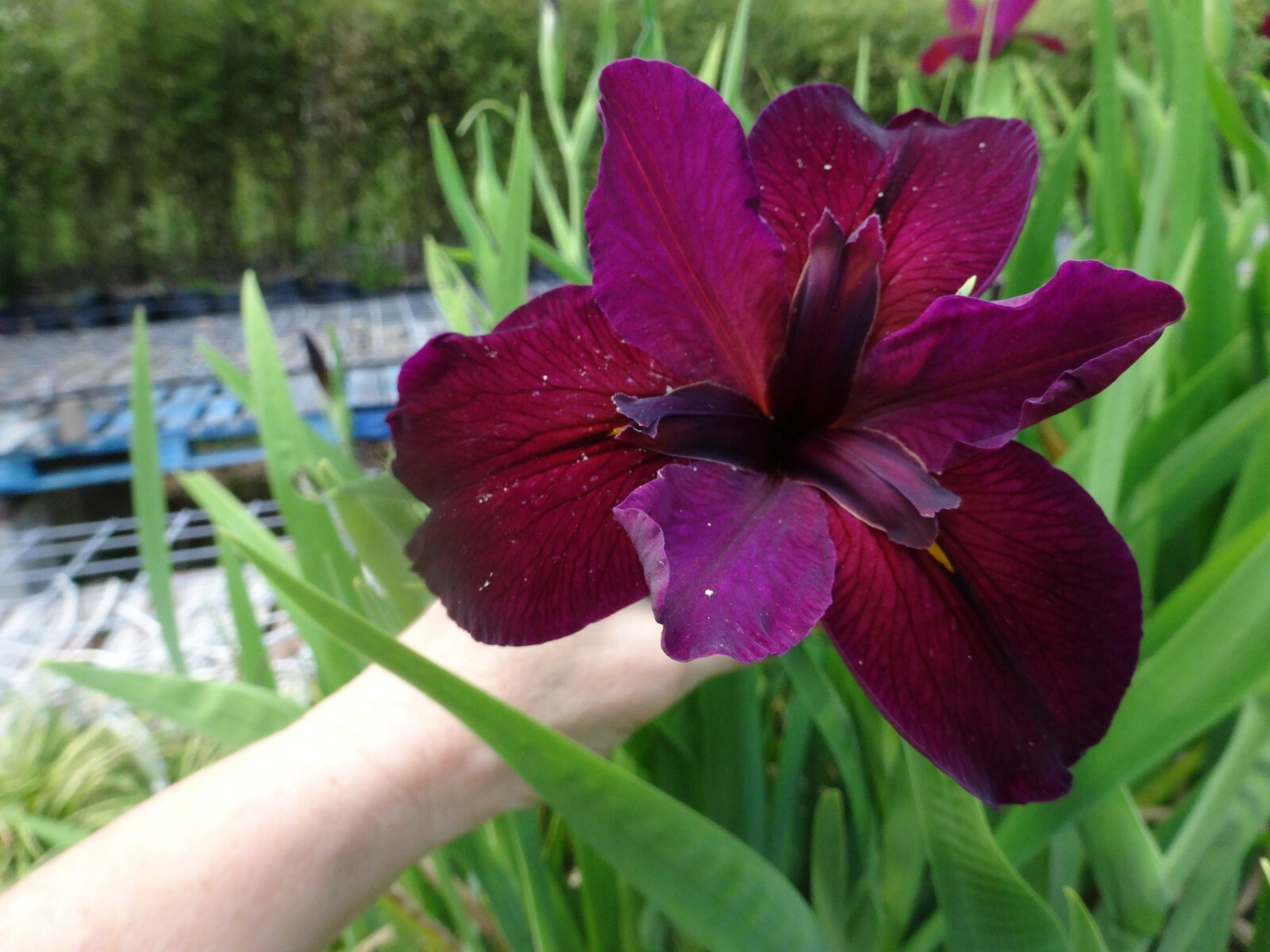 5 Plants /Fans Red Velvet Elvis Louisiana Iris – BLOOMING SIZE Deep Red