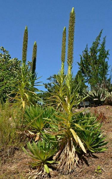 Lobelia bambuseti | Bamboo Forest Giant Lobelia | 20 Seeds