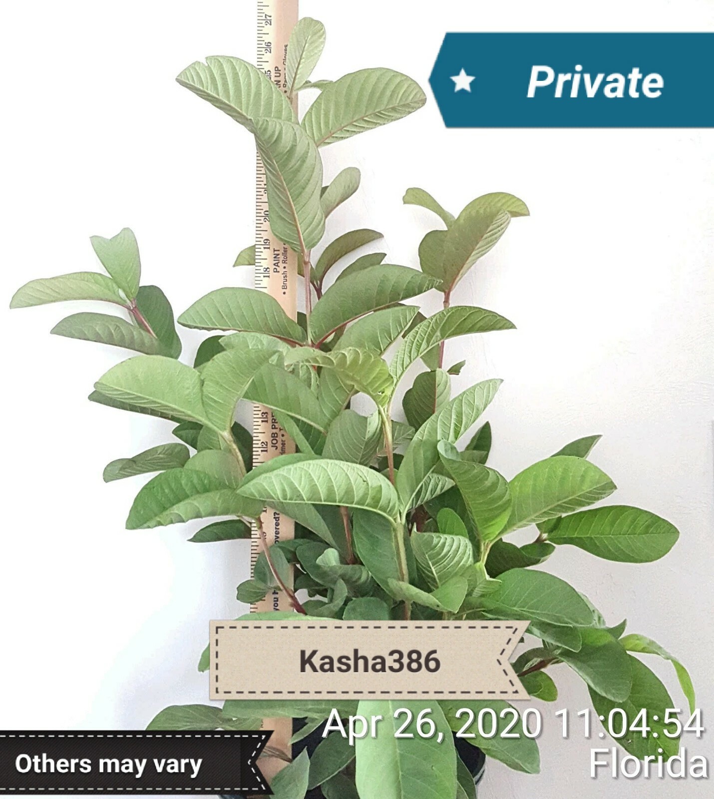 SIZE 24″- 32″ GUAVA LIVE TREE SEEDLINGS ROSY RED TROPICAL FREE SHIPPING