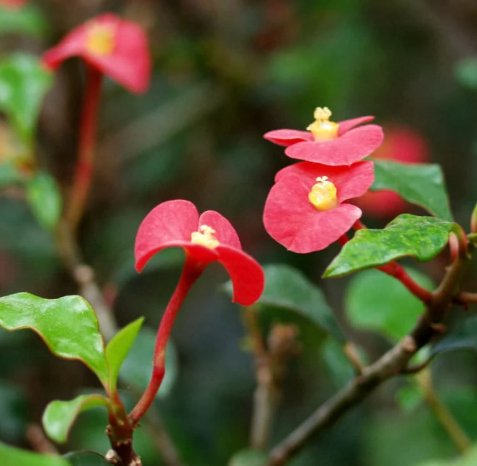 Red Crown of Thorns – Euphorbia milii ‘Floral Red’ – Live Plant in 2″ Pot