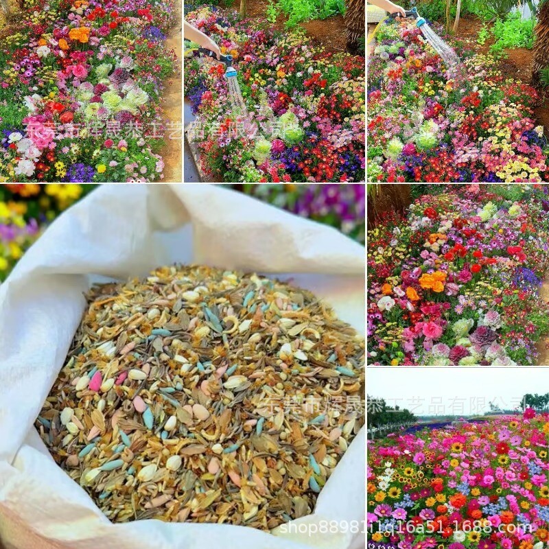 Garden Wildflower Mix Assortment of Wildflowers Varieties Flower Seeds Mix Daisy