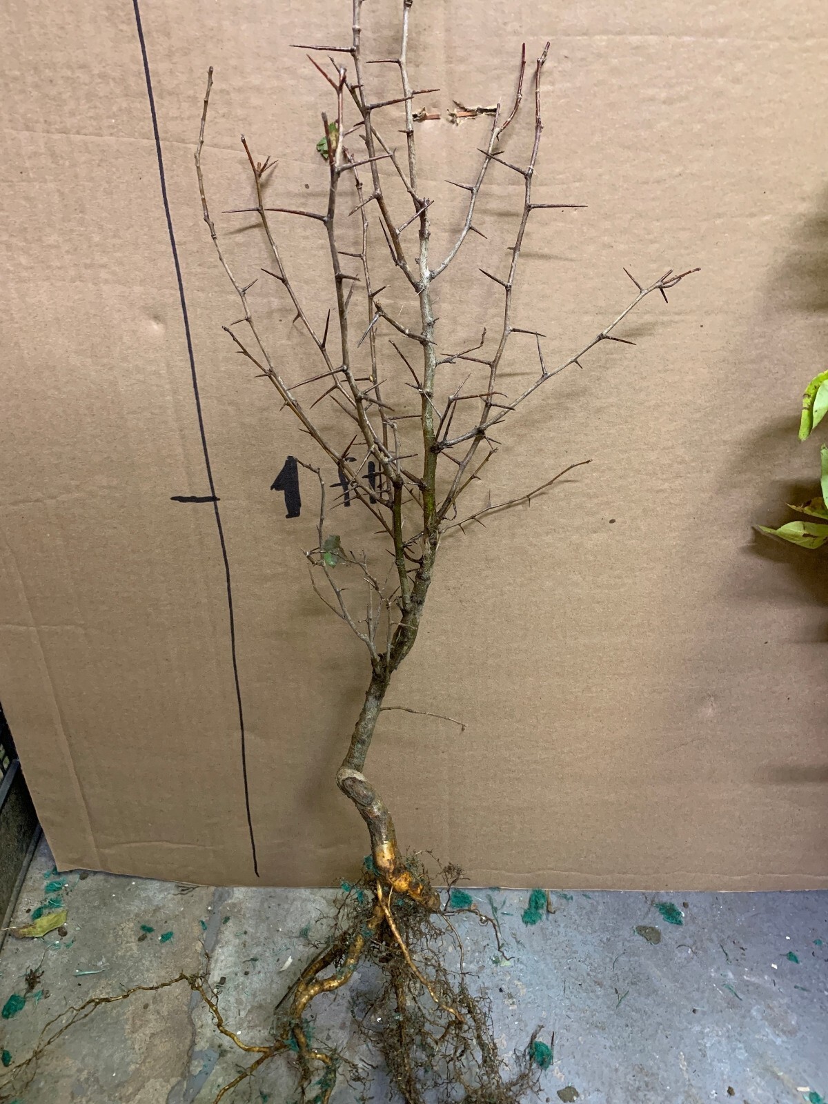 Two plants 2-3 year old Washington hawthorn (Crataegus phaenopyrum)