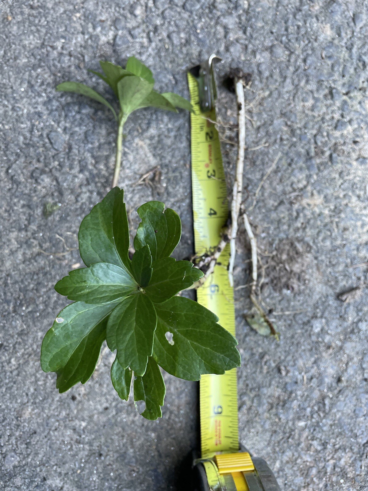 30 Japanese Pachysandra Bare Root Plants