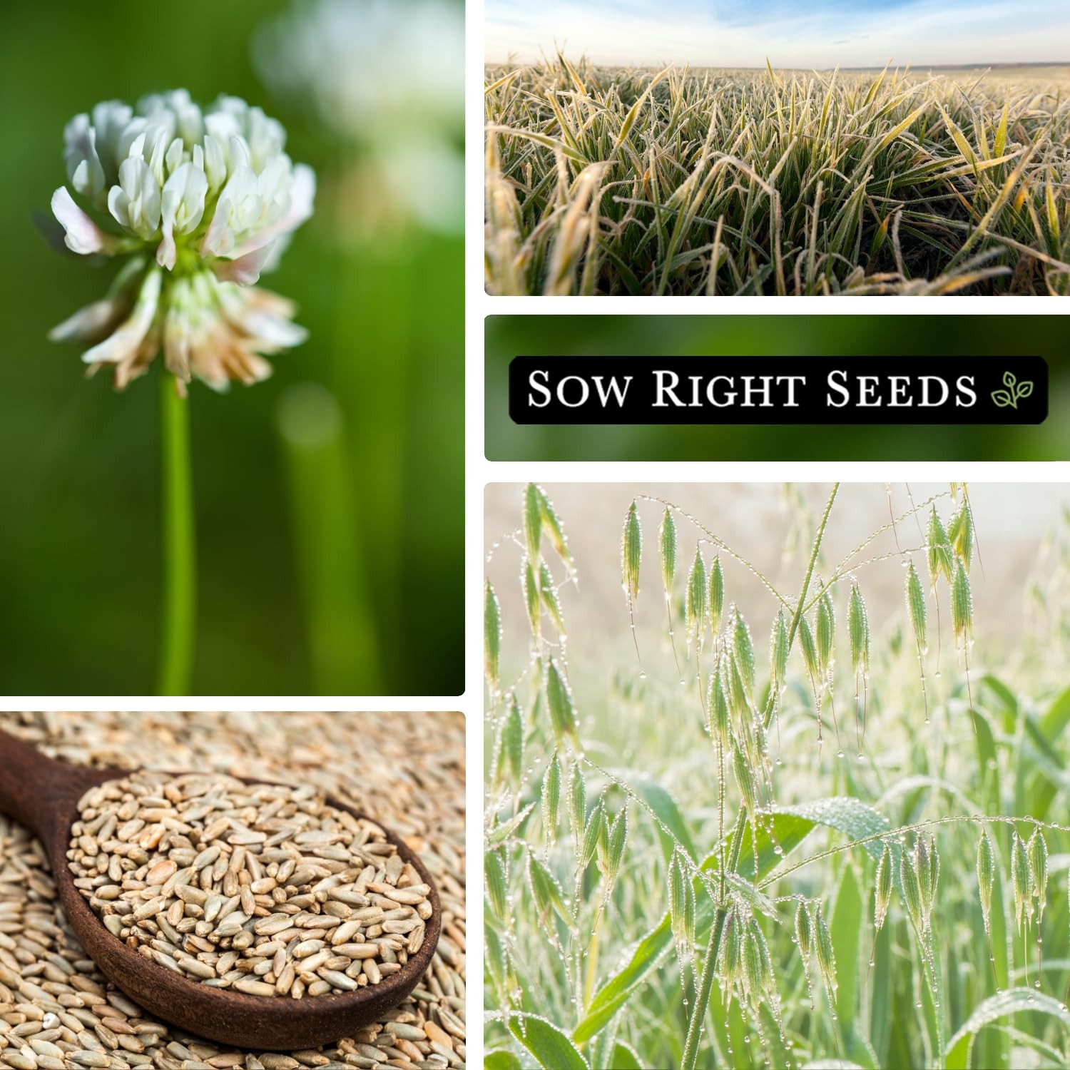 Cover Crop Seeds for Planting – Winter Rye, Dutch Clover & Oats – Non-GMO