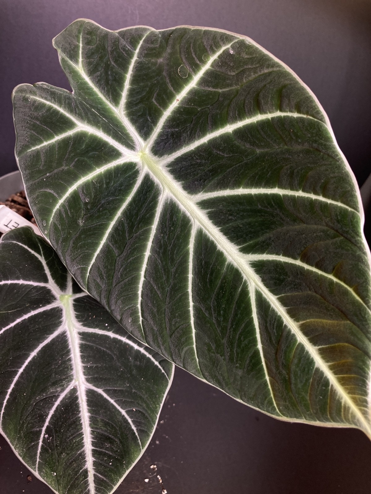 🌿 Alocasia Black Velvet G1 | House of Soleb Green Label Release 🌿