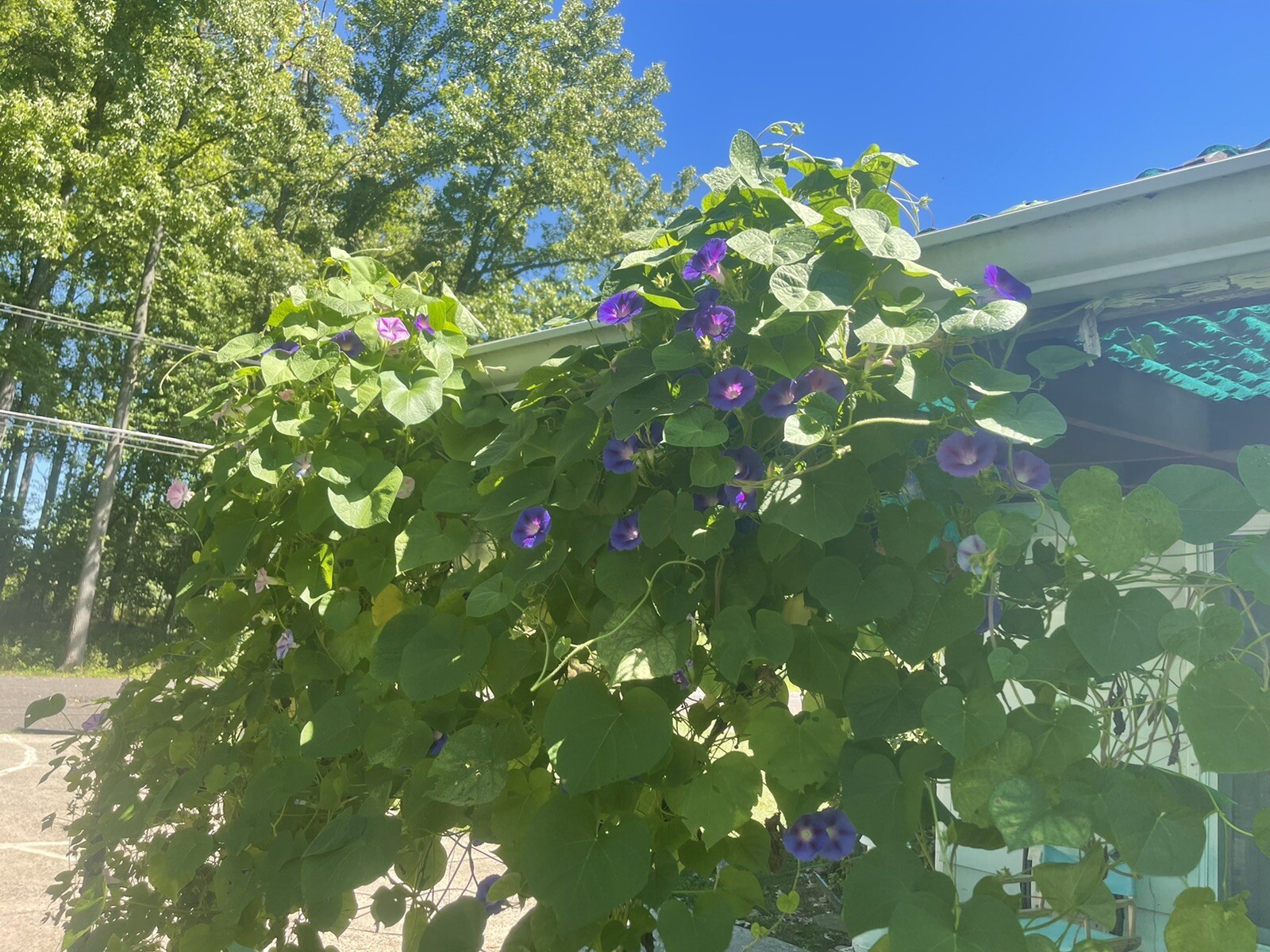 15 Tall MIXED MORNING GLORY SEEDS 15 ft CLIMBING VINES