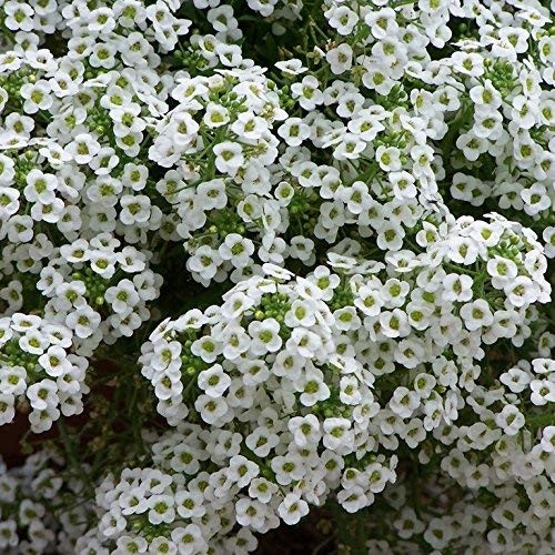 Dirt Goddess Super Seeds Alyssum Sweet Tall Flower Seeds 1 Lb Lobularia
