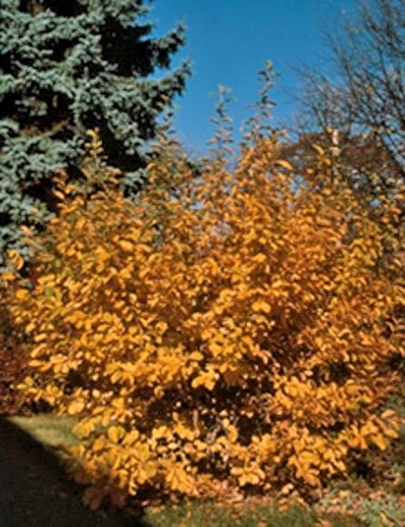 10 LIMELIGHT WITCH HAZEL SEEDS – Hamamelis × intermedia ” limelight “