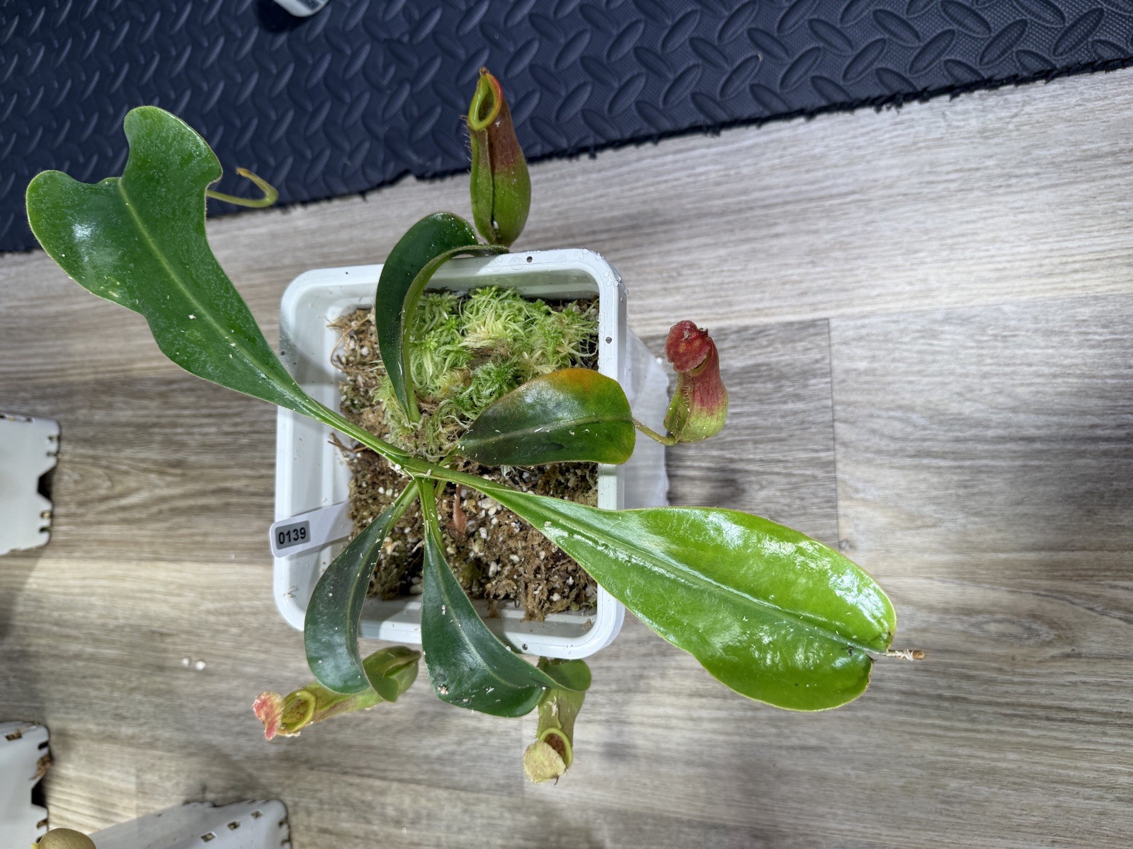 Nepenthes Vetchii Kelabit Highlands x S.O.M. x L.V.B.