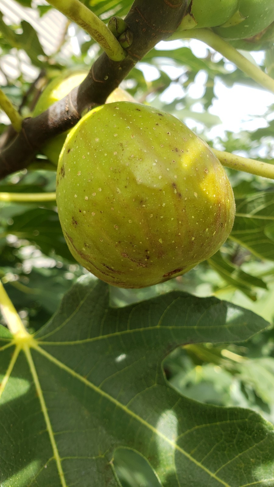 5pcs Live Fig Tree Fresh Cuttings 2 Varieties healthy, delicious, hardy, Sweet