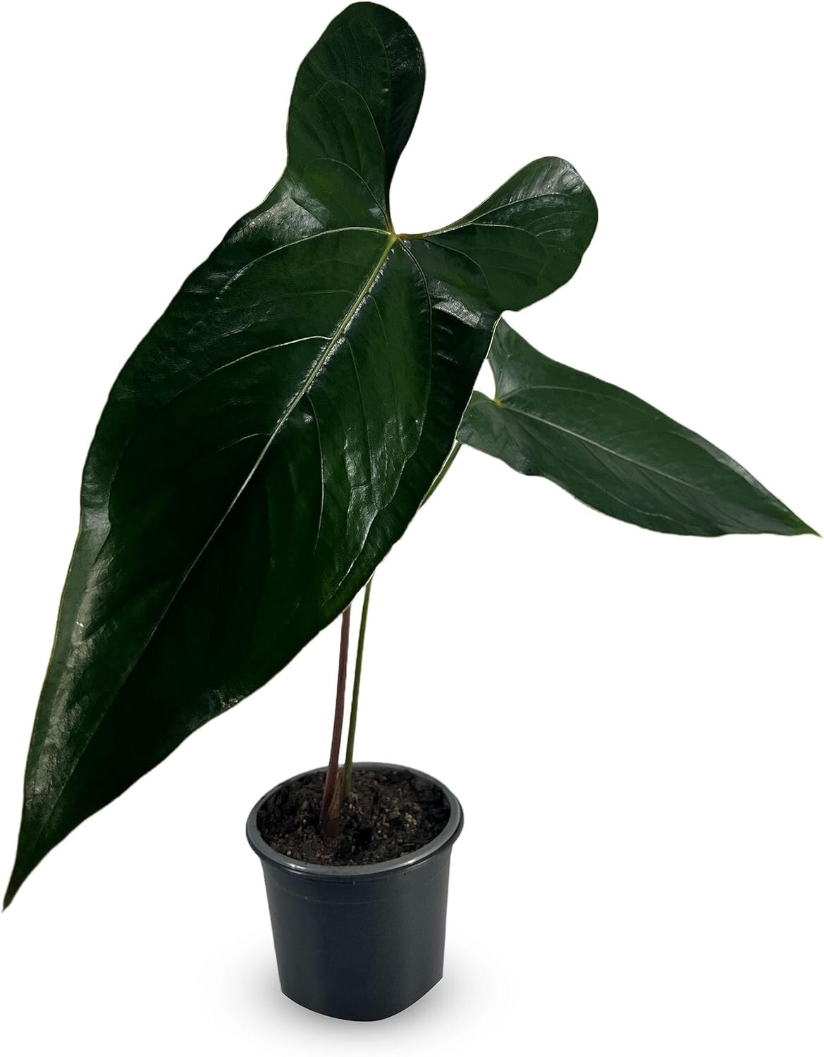 Anthurium SP Napo by LEAL PLANTS ECUADOR Green Live indoor Plants|House Plants