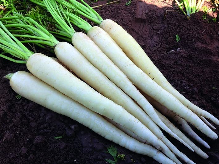 White Carrot “Lunar White” – Sweet Carrots in 60 Days | USA Grown Heirloom