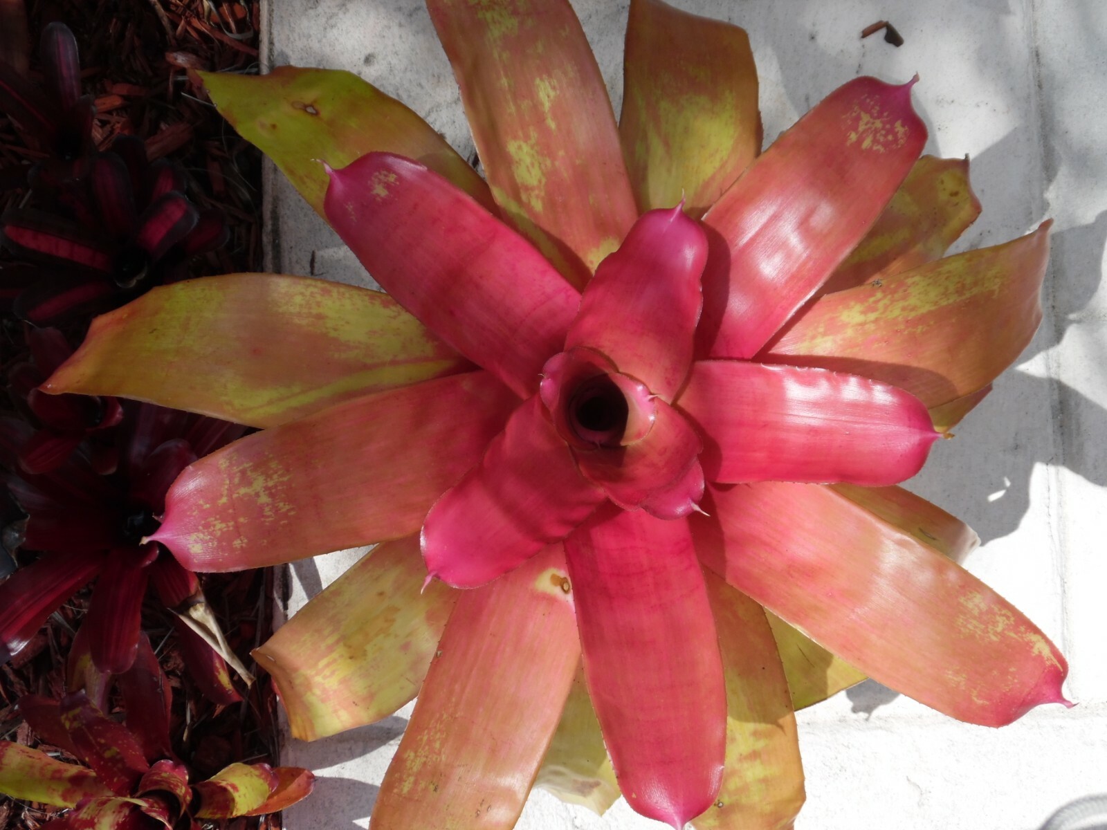 Neoregelia ROSEO LINEATA X CONCENTRICA Bromeliad one tropical plant *BIG*