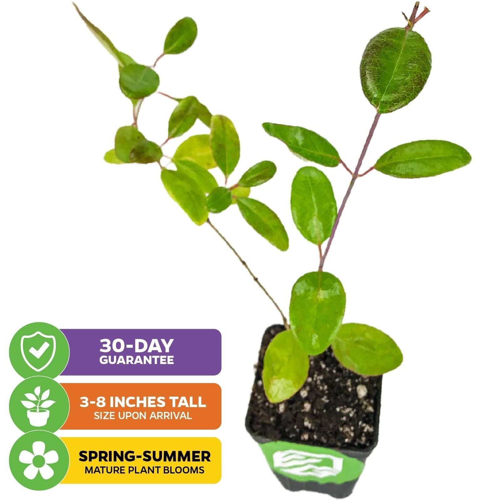 Trumpet Honeysuckle – Lonicera sempervirens – Live Plant