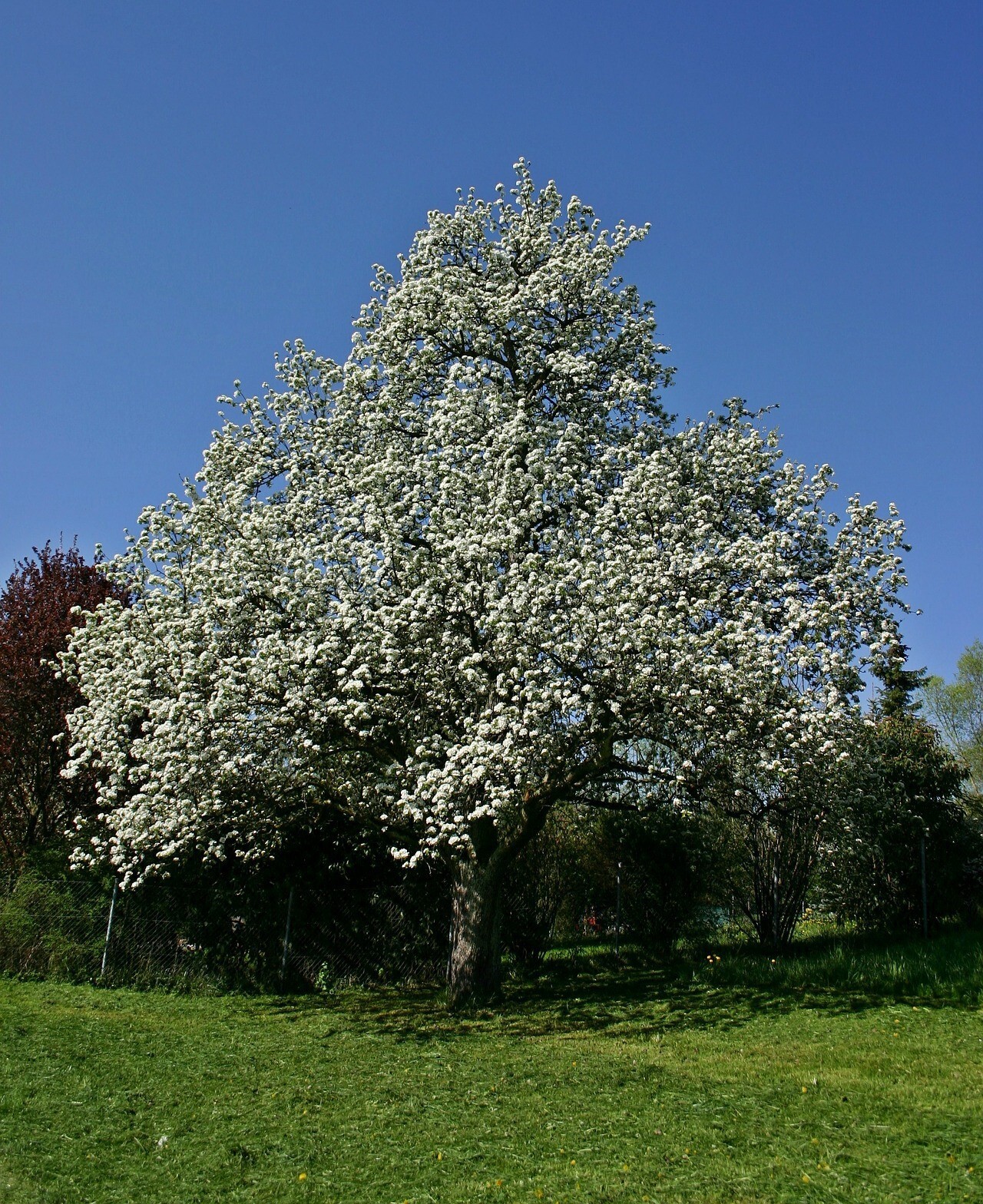 European Pear Tree | Premium Seeds | Pyrus communis ‘Fall’ | Plants’®