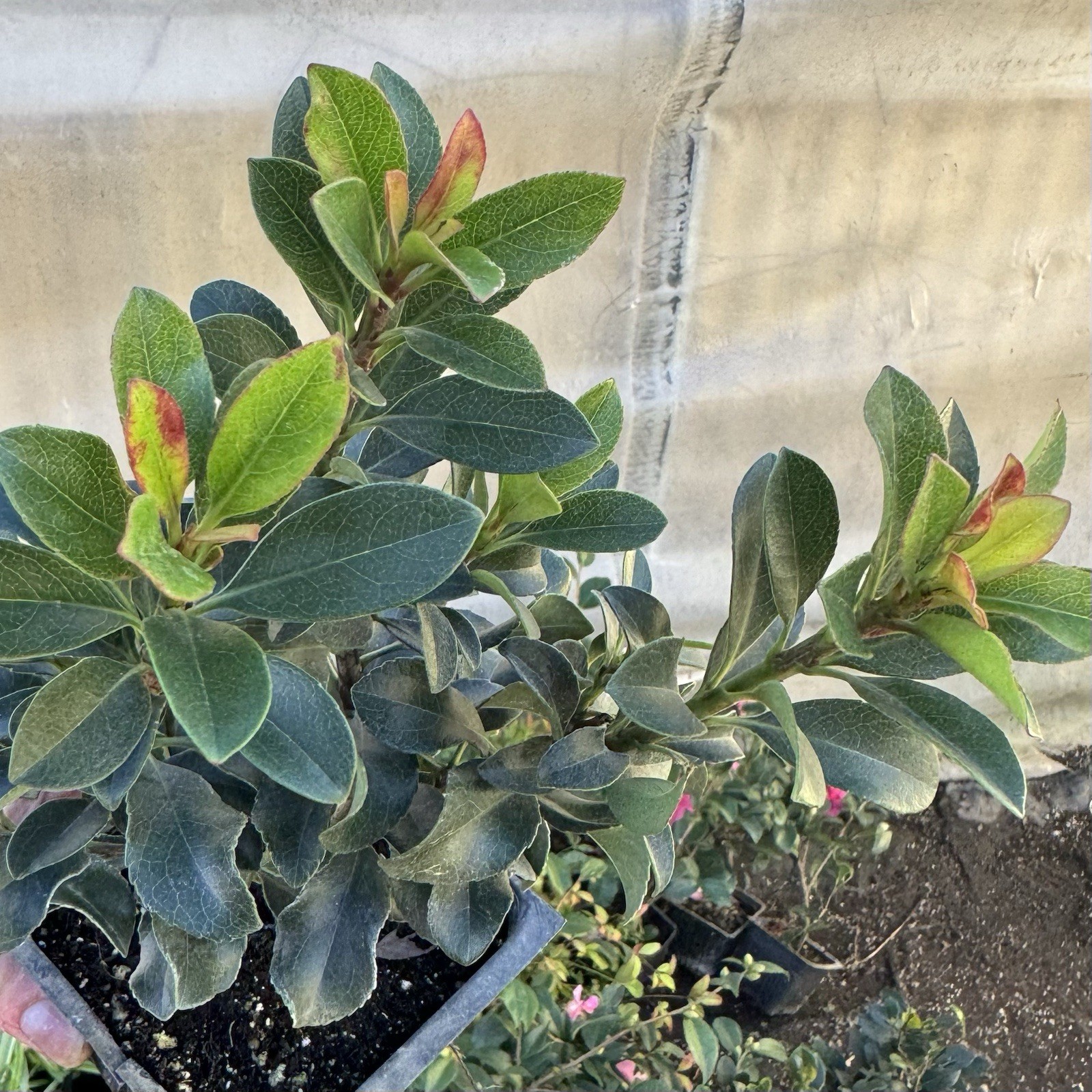 Dwarf Yedda Hawthorn Rhaphiolepis umbellata ‘Minor’, 4 Inch Pot