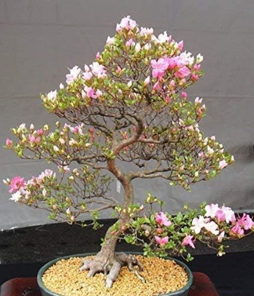 10 Japanese Cherry Blossom Bonsai Seeds – Perfect for Full Sun and Partial Shade