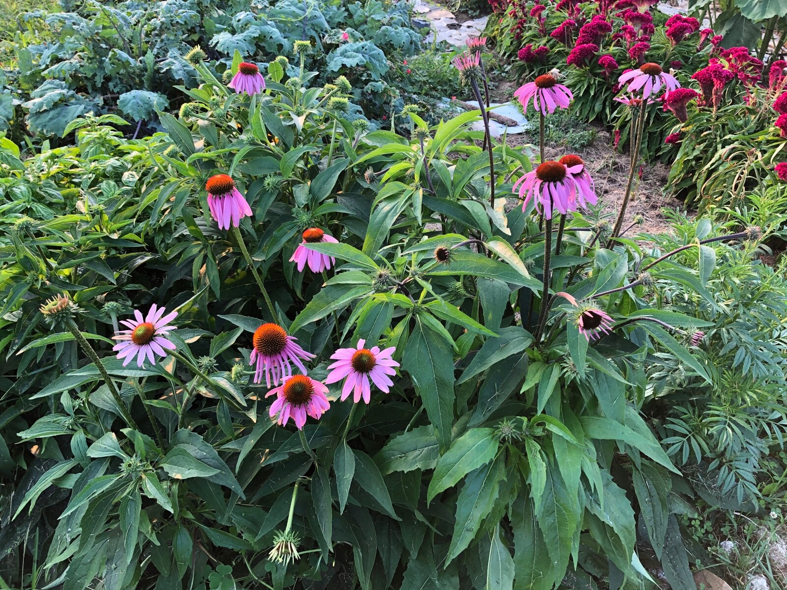 1 oz ECHINACEA Purple Coneflower Medicinal Herb Dried Seed Heads/Cones~ Variety