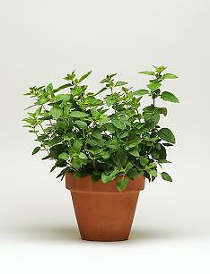 Oregano Simply Origanum vulgare 1,000 seeds