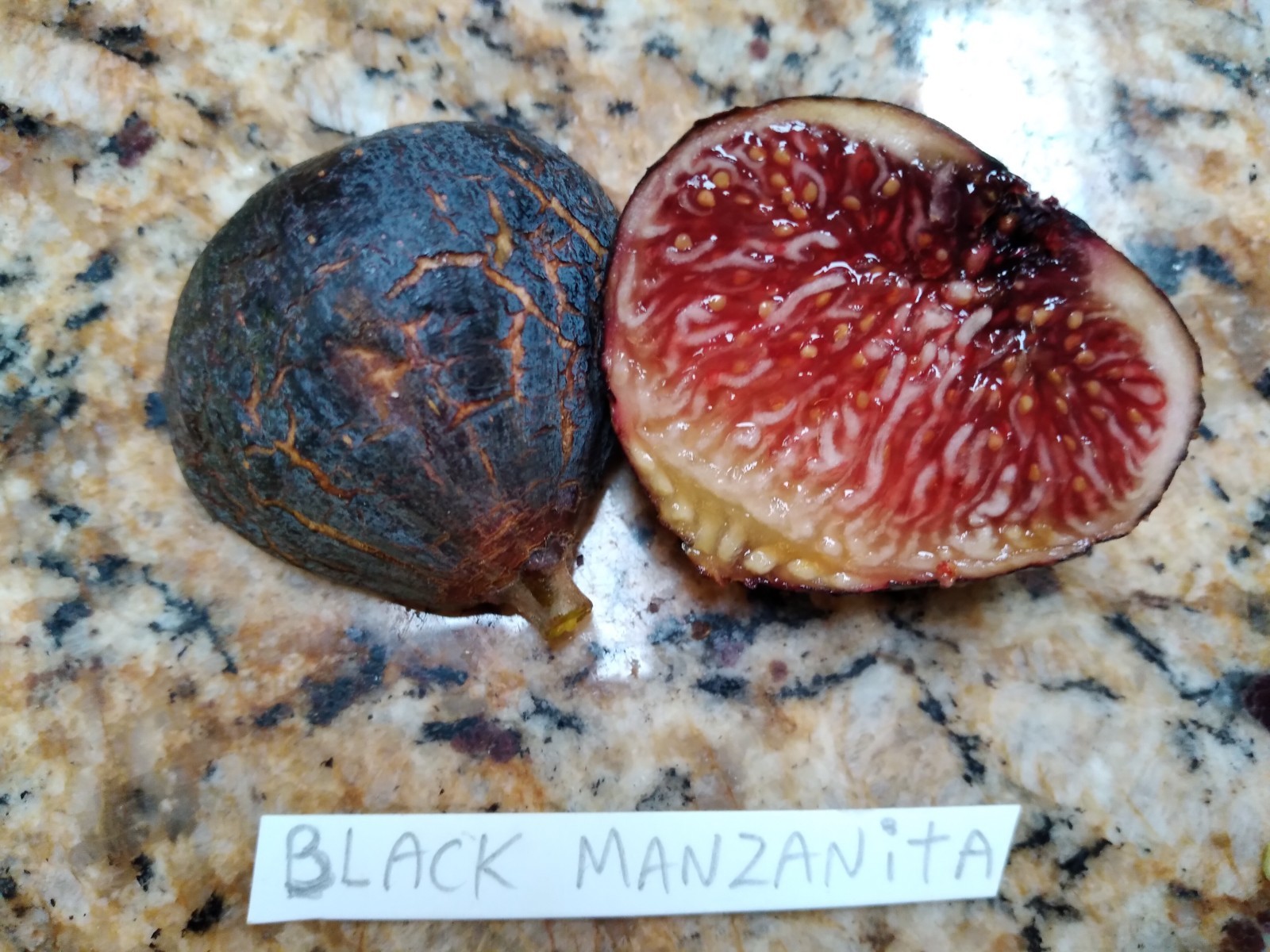 Fresh Fig Tree Cuttings – Select Variety – Many Top Tier Figs to Choose From