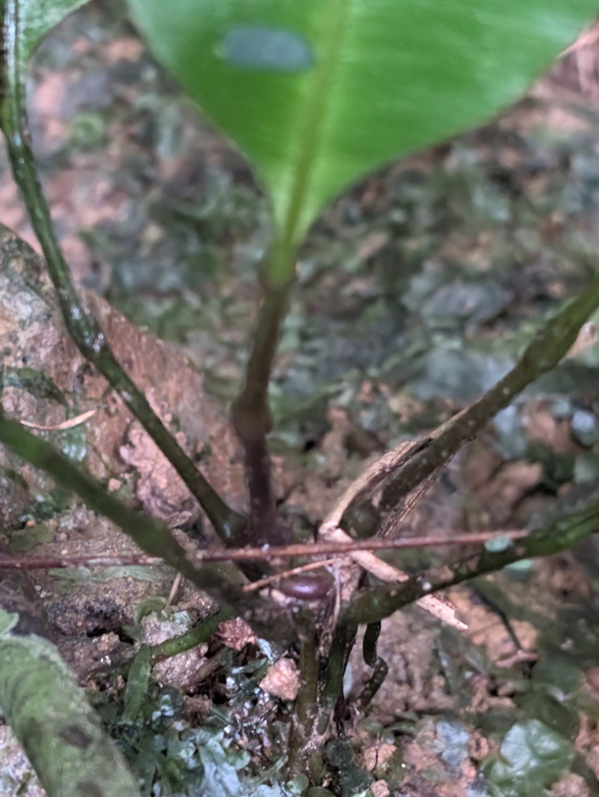 x2 LIVE Bare : Elaphoglossum Ferns 9 inch tall each, exotic rare ferns SHADE