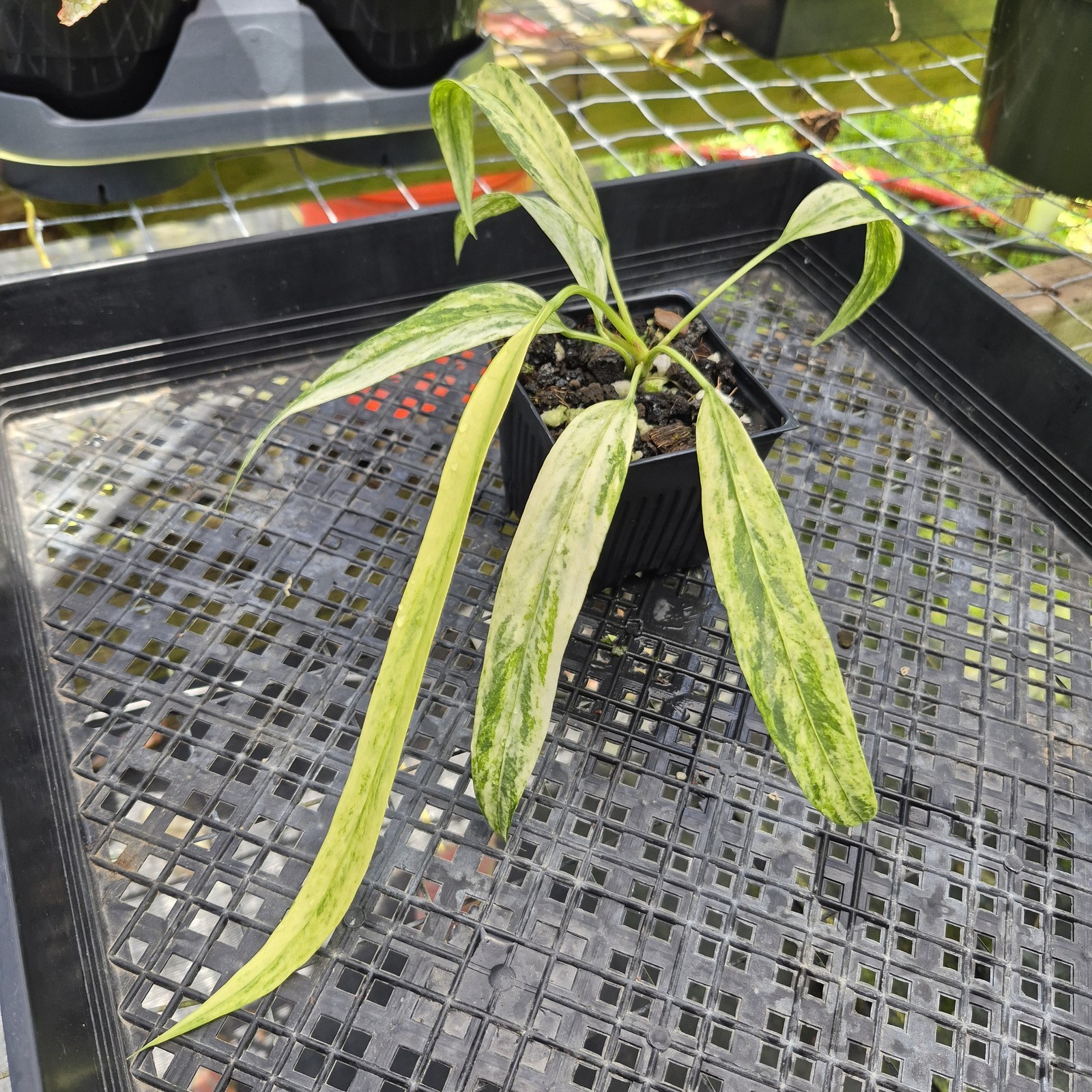Anthurium Vittarifolium , Exact Plant Variegated Ships Nationwide