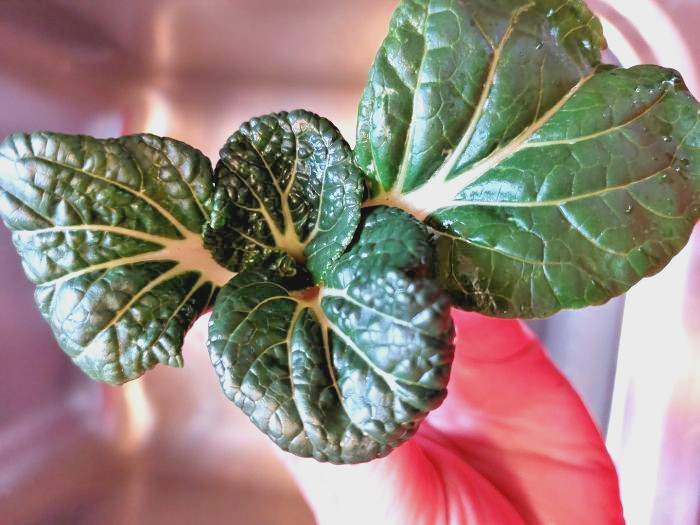 🌱Heirloom Hedou Mini Bok Choy 50+ Seeds Quick Harvest