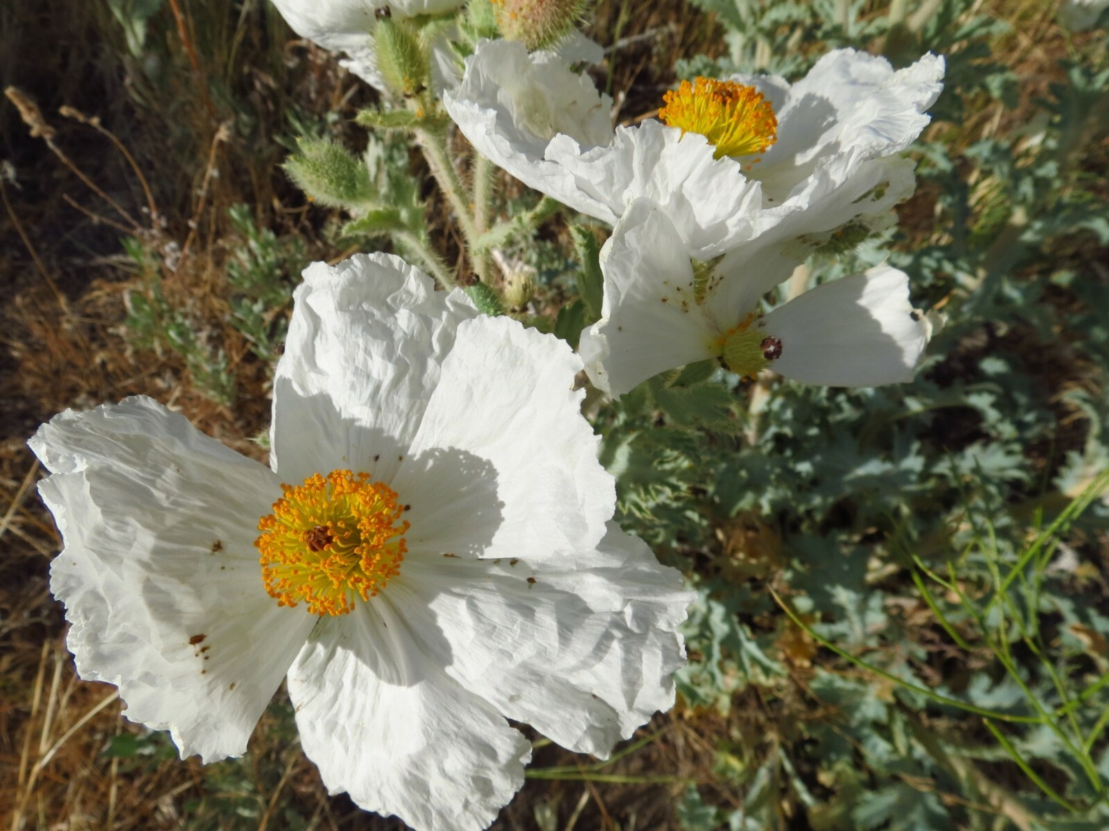 25+ Fresh White Prickly Poppy Flower Perennial Seeds 4″ blooms