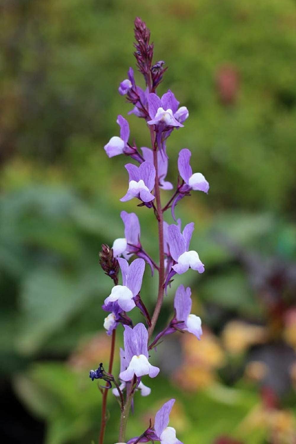 Snapdragon Fairy Bouquet Flower Seed,( Linaria Maroccana) “COOL BEANS N SPROUTS”