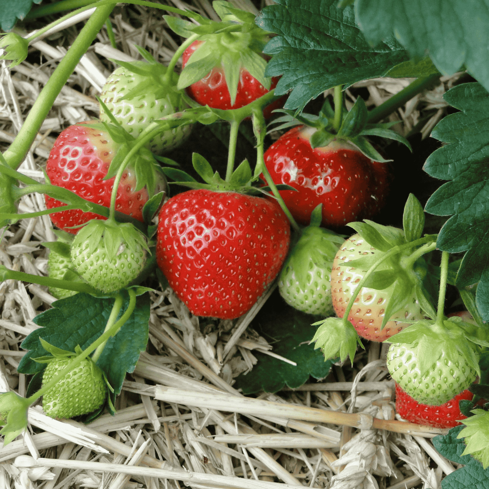 June Bearing Strawberry Bare Root Plants – From Hand Picked Nursery
