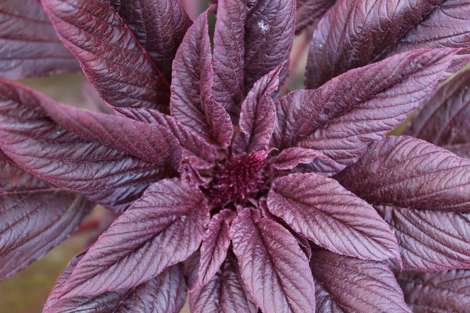 250 BURGUNDY AMARANTHUS Hypochondriacus Amaranth Grain Vegetable Flower Seeds