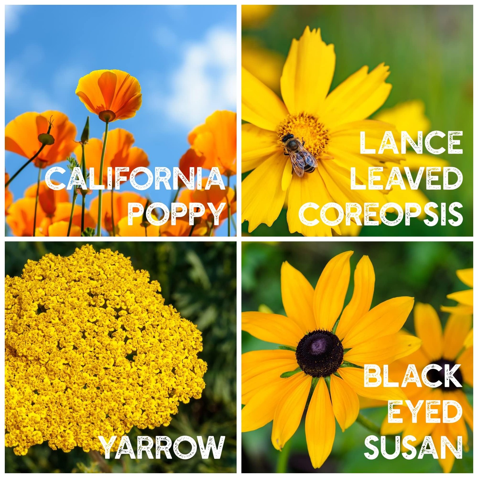 Wildflower Seeds Bulk – Meadow Wildflower Seed Mix, 5 Lbs Bulk, Annual & Pere…