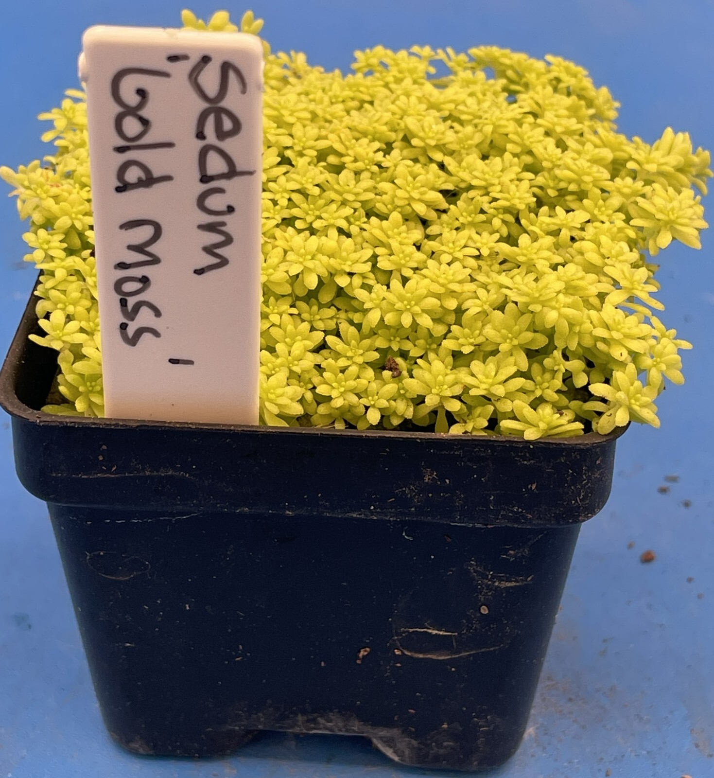 Sedum Gold Moss – Ships in 3” pot – Rock Gardens, Hanging Baskets, Ground Cover