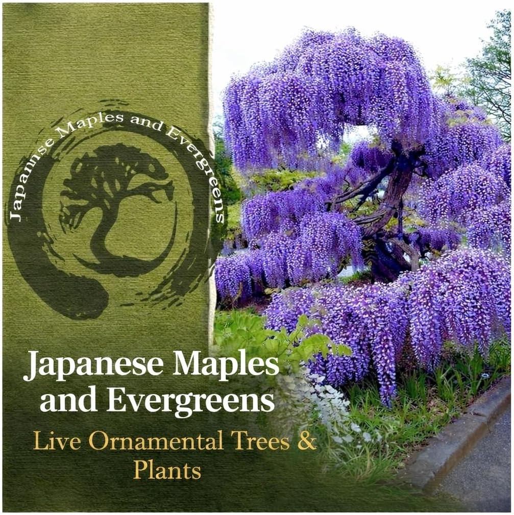 Blue Moon Wisteria Vine 2 Year Plant Fragrant Flowers Attract Hummingbirds