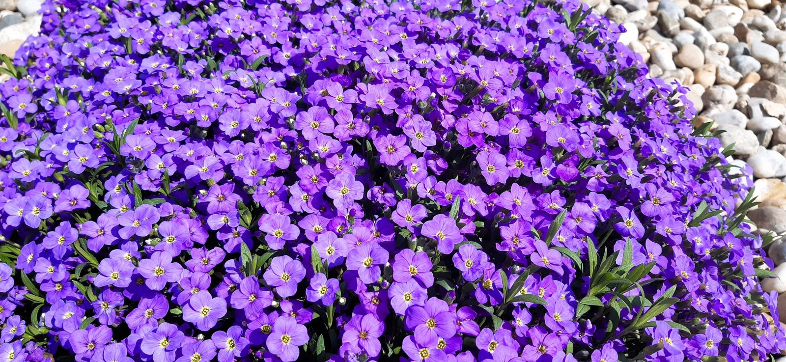 500 PURPLE ROCKCRESS Rock Cress Aubrieta Deltoidea Flower Seeds