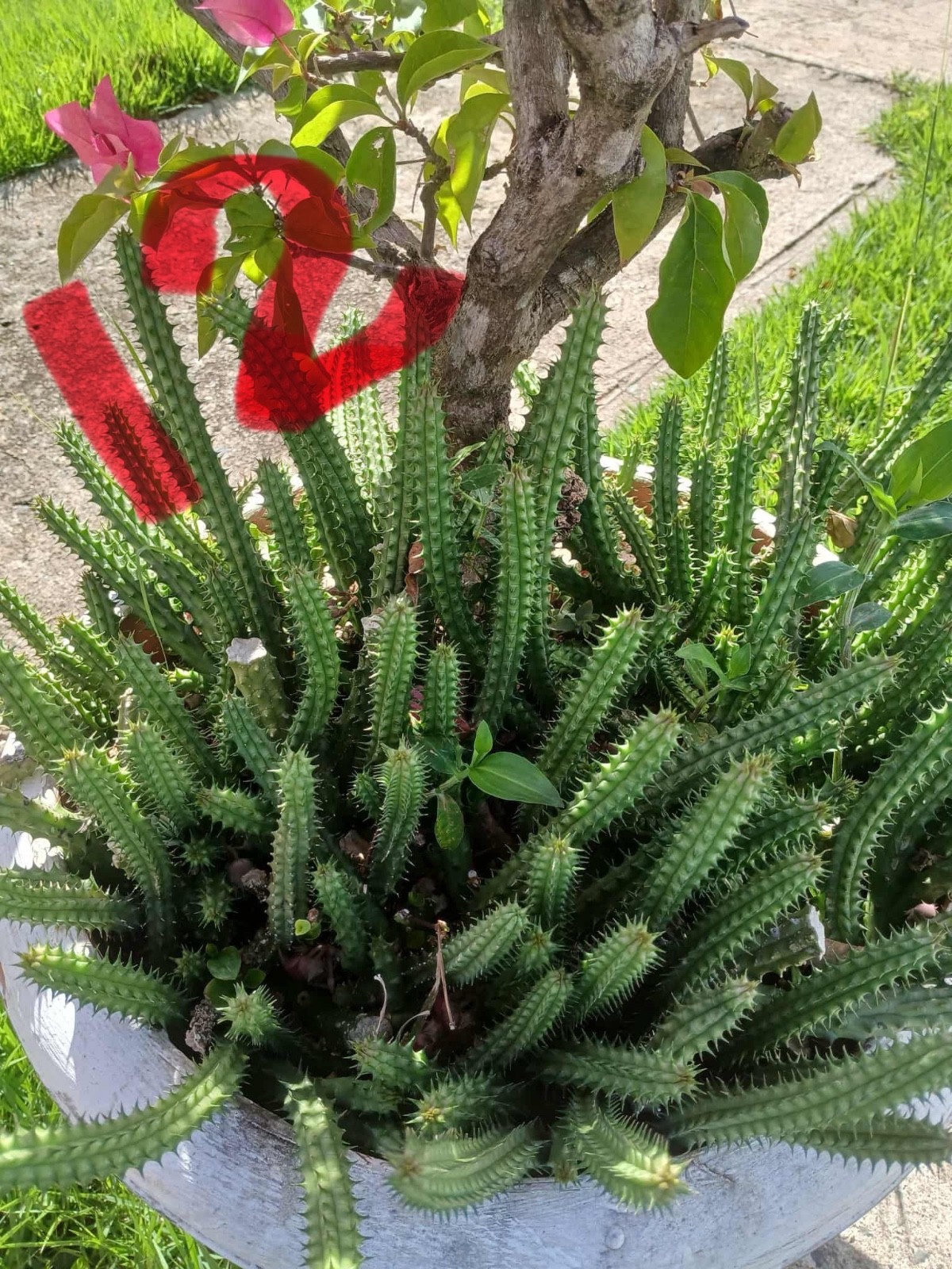 Bunch Save-7X10”extra long rooted cuttings-Red Dragon Huernia Macrocarpa