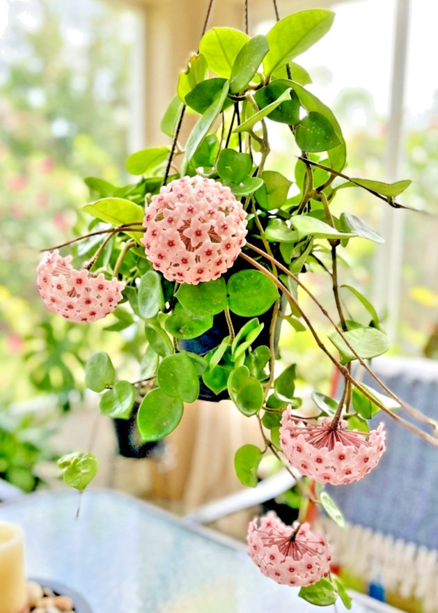 Live Hoya Chelsea 3″ Pot Rooted Rare Wax Plant Pink Carnosa Gift Vining Plant