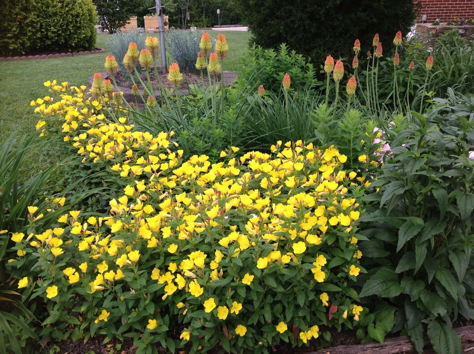 St John’s-wort Hyperion 15 Plants in 3-1/2 inch Pots