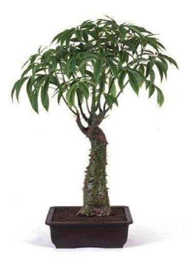Silk Floss Tree Pink Live Ceiba Speciosa Chorisia Flowering Plant Bonsai 2-5 Ft
