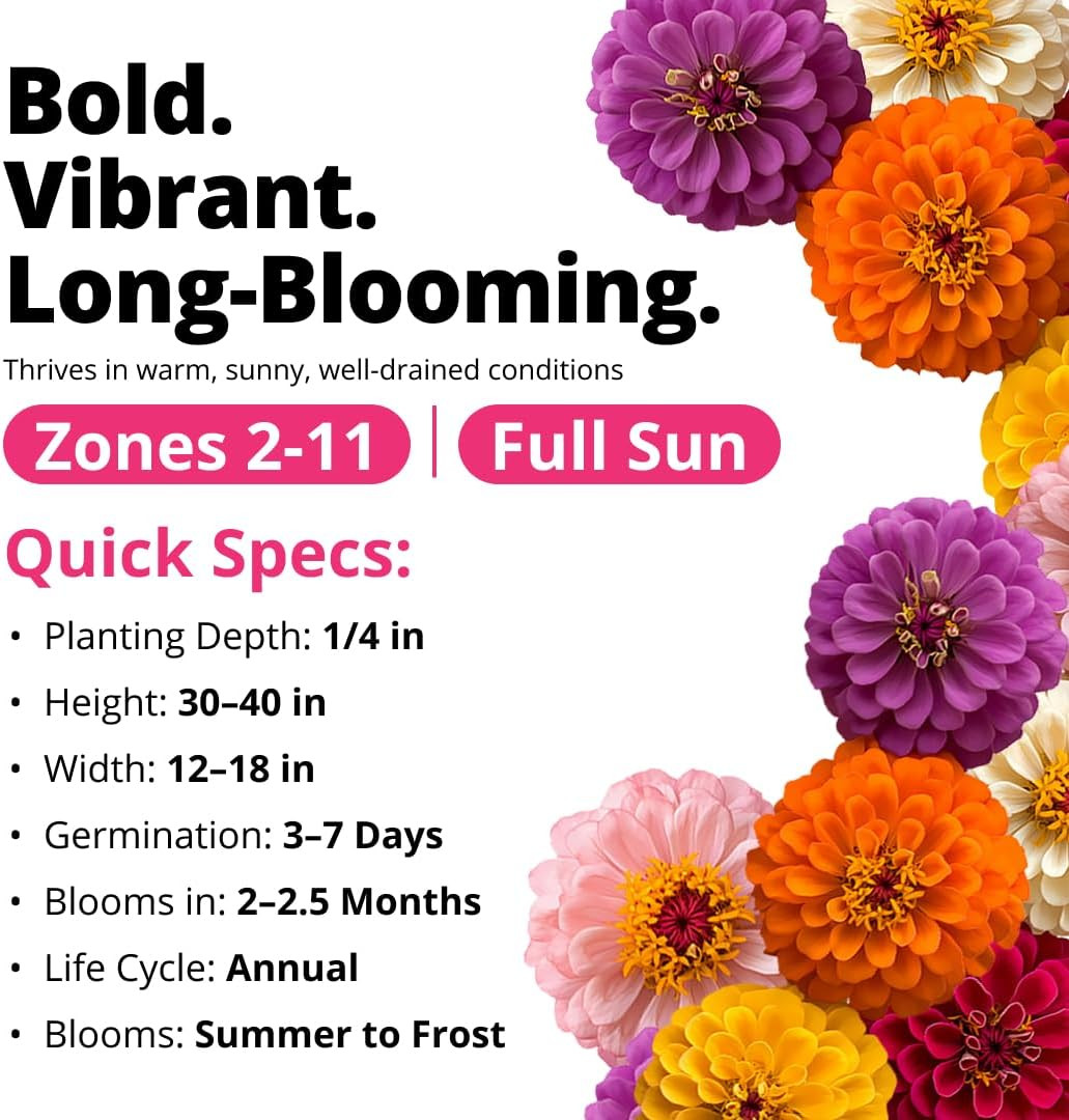 HOME GROWN Zinnia Dahlia Seeds Pack for 2026 Non GMO 524 Flower Seeds | Vibrant