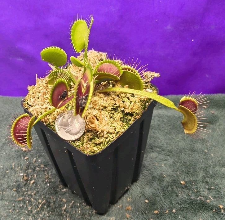 Venus Flytrap SEED- GROWN Large Dark Red Traps Carnivorous Plant
