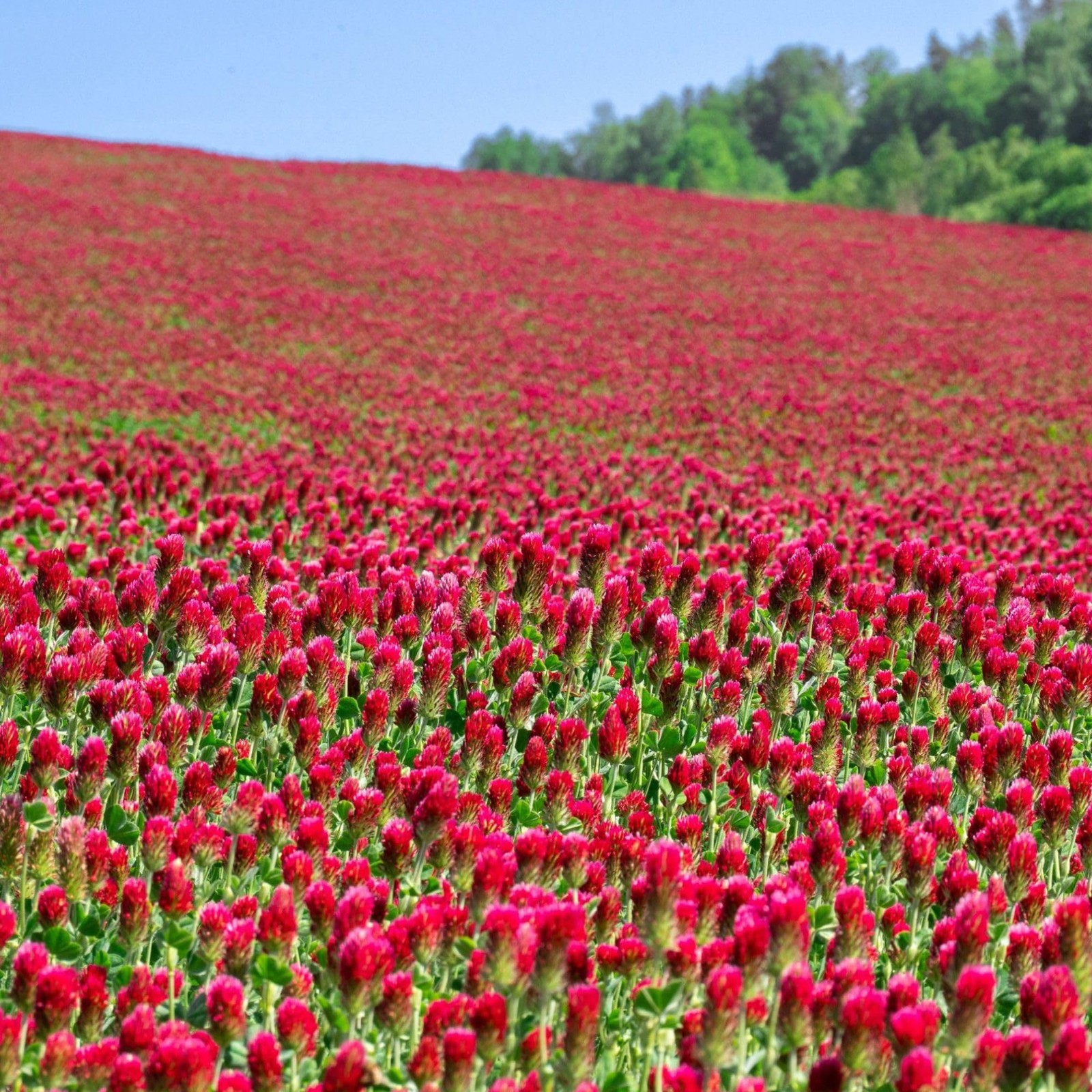 Buy 5 lb Organic Crimson Clover Seeds for Cover Crops, Forage, and Pollinators