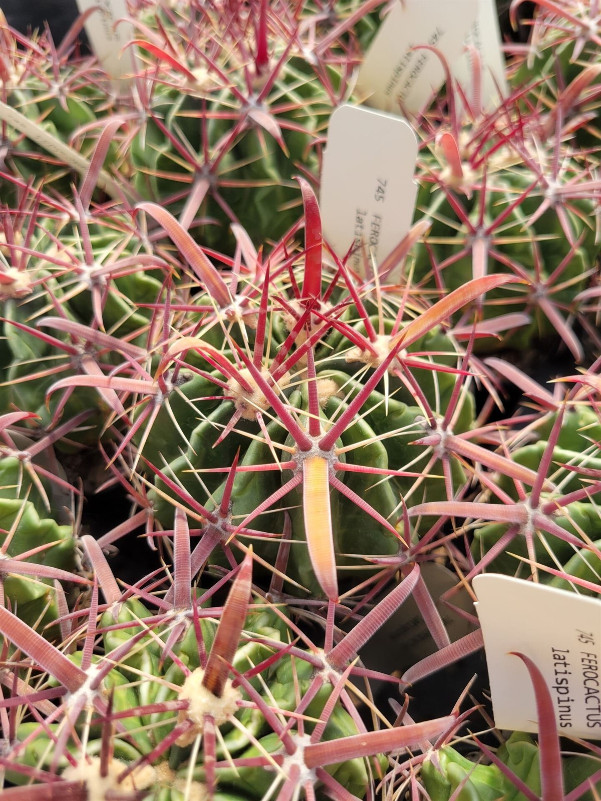 Ferocactus latispinus (see description) (cactus – succulent – plant)