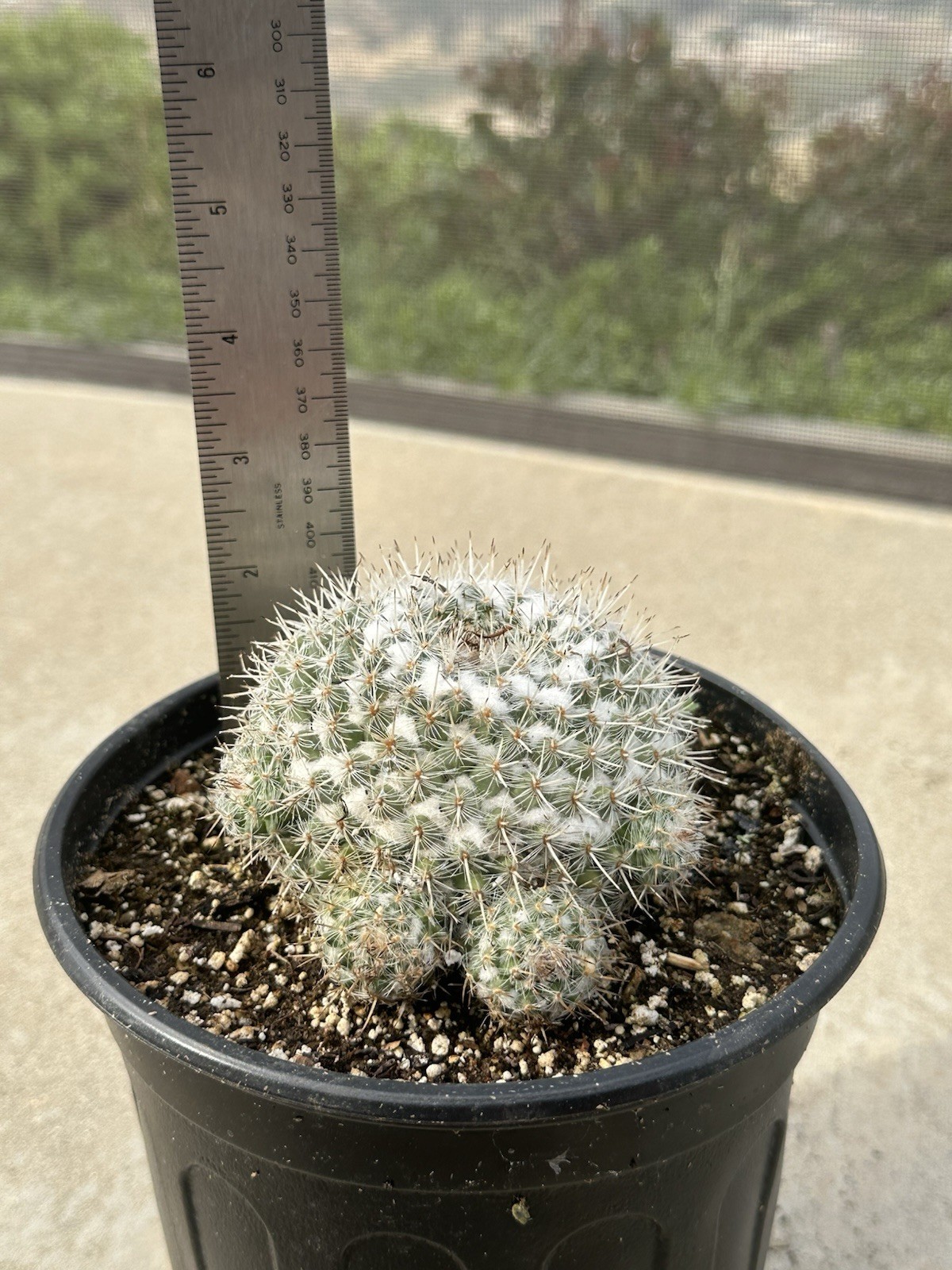 1 Gallon Pot Large Mammillaria Hahniana Old Lady Cactus Mature With Pups Free SH