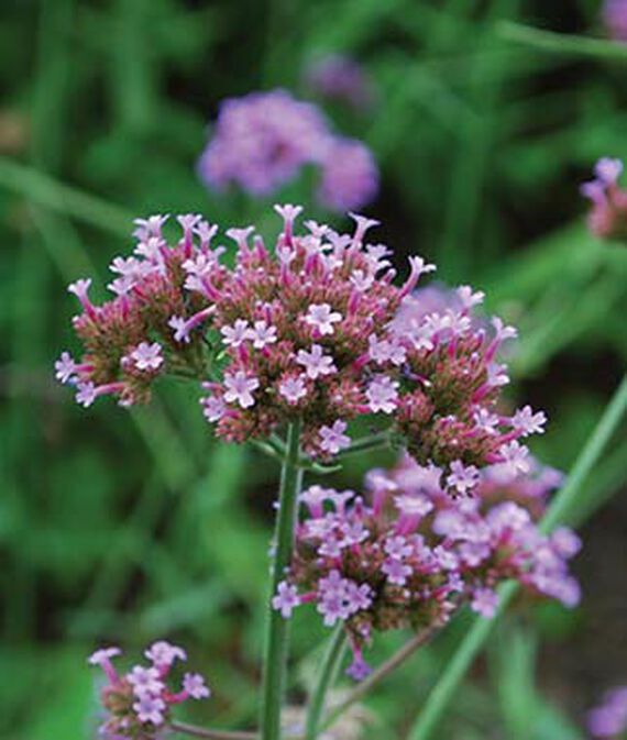 VERBENA bonariensis PURPLETOP VERVAIN Tender Perennial Purple Non-GMO 500 Seeds!